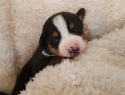 Entlebucher Swiss Mountain Cattle dogs for sale in NM